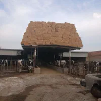 گاو آبستن شکم دوم|حیوانات مزرعه|خسروشاه, |دیوار