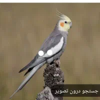 پرنده پیدا شده