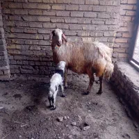 میش بره پلنگی بروجردی