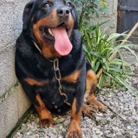 روتوایلر ماده ۳ ساله