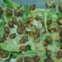 حلزون آچاتینا