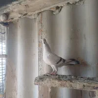 ماده شامی کرمونی کاکلی