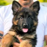 سگ سراب سگ‌ پژدر و ژرمن شپرد|سگ|ماهدشت, |دیوار