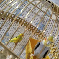 یک عدد مرغ عشق و یک عدد عروس هلندی نر|پرنده|بیرجند, |دیوار