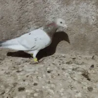 کبوتر|پرنده|برازجان, |دیوار