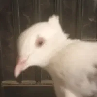 نروماده اماجفت نیستن|پرنده|کوهسار (البرز), |دیوار