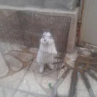 خرگوش فروشی