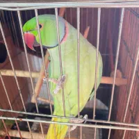 جفت مولد ملنگو فوری