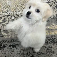 سگ پامر|سگ|مشهد, کوی المهدی|دیوار