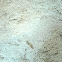 فروش گندم دیم