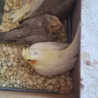 عروس هلندی