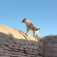 سگ نگهبان