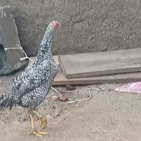 مرغ لاری کوکو