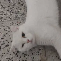 گربه پیشی|گربه|اراک, |دیوار