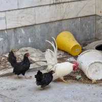 مرغ خروس جوجه جاپنیز|حیوانات مزرعه|تهران, سردارجنگل|دیوار