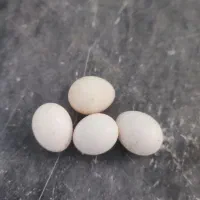 تخم عروس