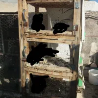 جفت کن