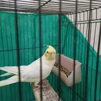 عروس هلندی نر