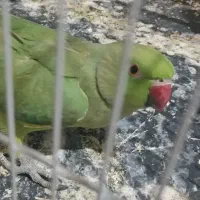 ملنگو عروس و قناری