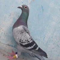 ماده عراق دختر مستقیم ریکو پلاکی