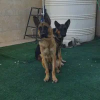 سگ ژرمن جوان نر و ماده سلامت واکسن خورده ف معاوضه