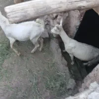 بز/بزغاله/سانن/نربز