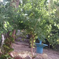 باغ ویلاروستای گردشگری بکاول (معاوضه باماشین دارم)|فروش خانه و ویلا|تربتحیدریه, بالا ولایت|دیوار