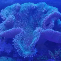 شقایق موکتی