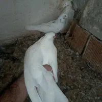 یک جفت تکپر سو قدیم کاشان سفید خال پیس کشیده