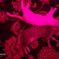 واحد110متری-امام-هادی