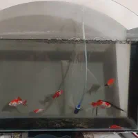 آکواریوم ماهی دار