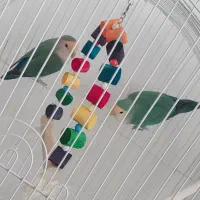 جفت طوطی  کوتوله نر و ماده|پرنده|بیرجند, |دیوار