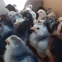 جوجه محلی اصل سرحال،گلین ،ریشی وطوسی