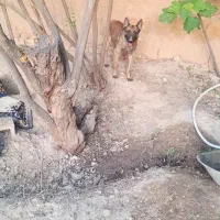واگذاری سگ مالینویز اصیل