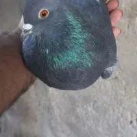 کبوتر سوسکی|پرنده|آذرشهر, |دیوار