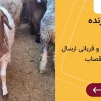 گوسفند زنده جهت عقیقه قربانی ارسال درب منزل باقصاب