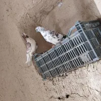 کفتر پرشی حاجی آباد|پرنده|حاجی آباد, |دیوار