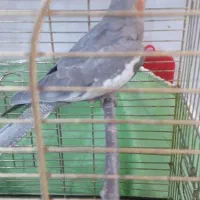 عروس هلندی نر ۷ ماهه