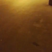 کفتر رنگی