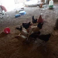 مرغ تخم گذار و خروس رسمی جوان