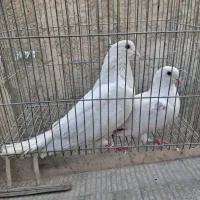 معاوضه ..|پرنده|اصفهان, بهارستان (مخابرات)|دیوار