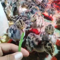 فروش جوجه یک روزه بوقلمون ومشاوره رایگان درآمدبالا|حیوانات مزرعه|مشهد, شهید رضوی|دیوار
