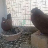 کبوتر درجه یک|پرنده|فولادشهر, A1|دیوار