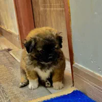 توله سگ اشپیتز پامر