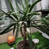 گل طبیعی|گل و گیاه طبیعی|زنجان, |دیوار