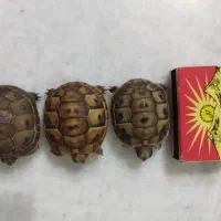 لاکی گم شدع