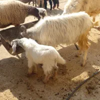 بز کهره|حیوانات مزرعه|کازرون, |دیوار