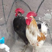 مرغ و خروس.تخم نطفه دار جوجه