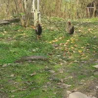 خروس سیبرایت