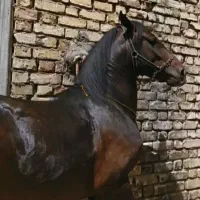 اسب کورد